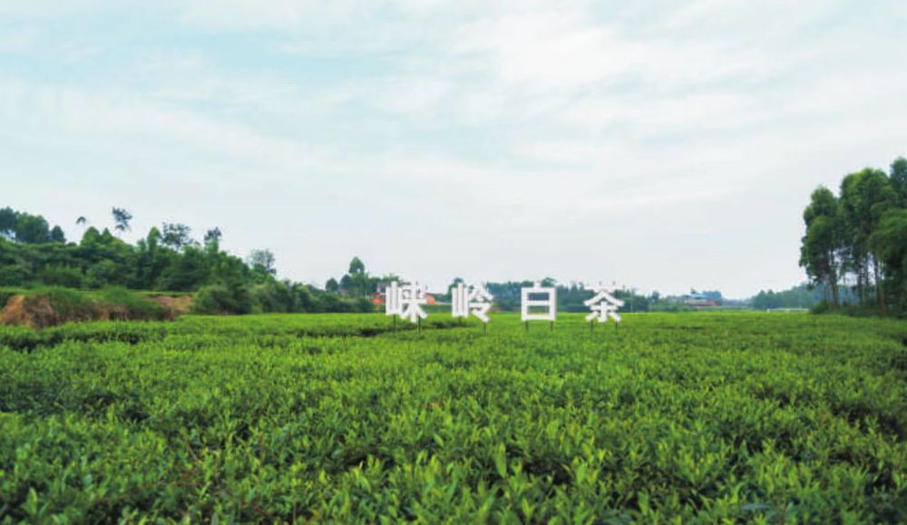 邛崃白茶是崃岭茶业对绿色生态的极致追求